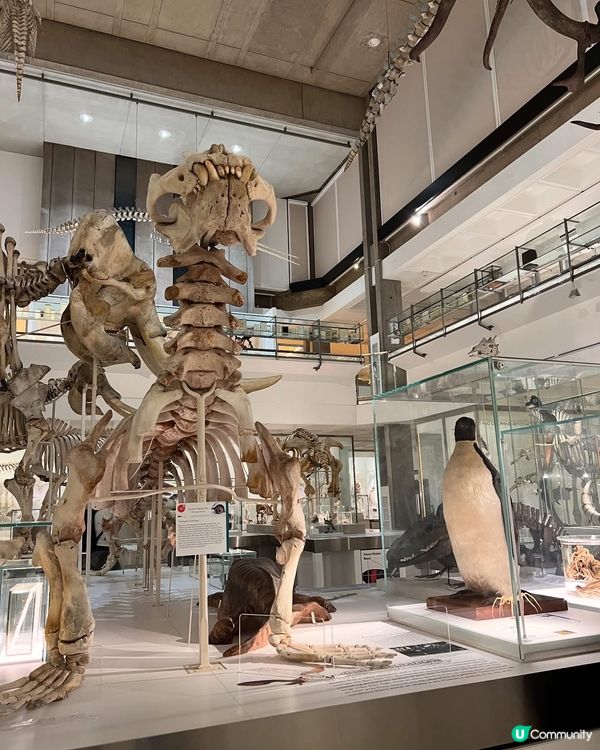 『英國』劍橋 | Museum of Zoology