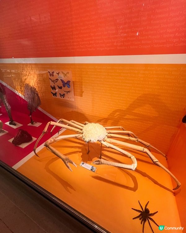 『英國』劍橋 | Museum of Zoology