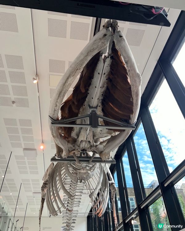 『英國』劍橋 | Museum of Zoology