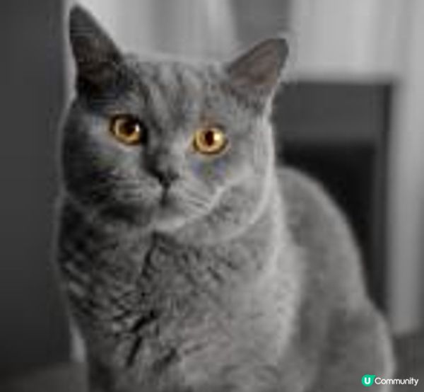 能透過觀察貓咪的皮毛顏色圖案來判斷它的個性嗎？(3 - 純⾊)