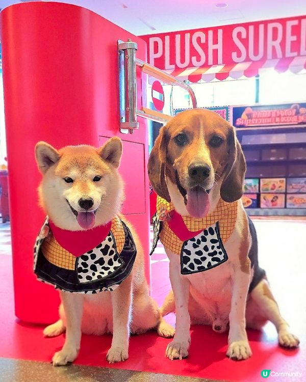 《Plush Supermarché》期間限定店