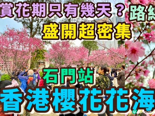 【沙田石門櫻花提早盛開】2026 香港櫻花|密集花海 沙田安...
