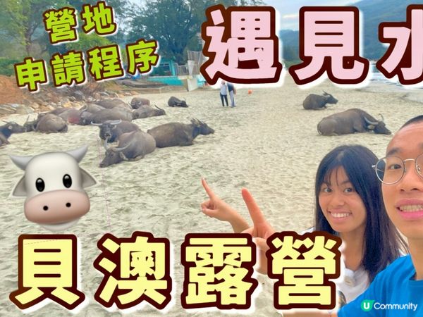 🐮 新城貝澳露營|睇水牛+沙灘+星空,一次過滿足! 🏕️