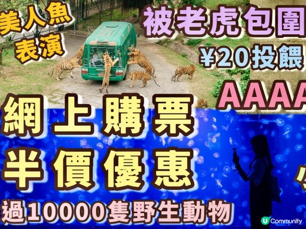 深圳動物園$99老虎餵到飽！🐯🦒