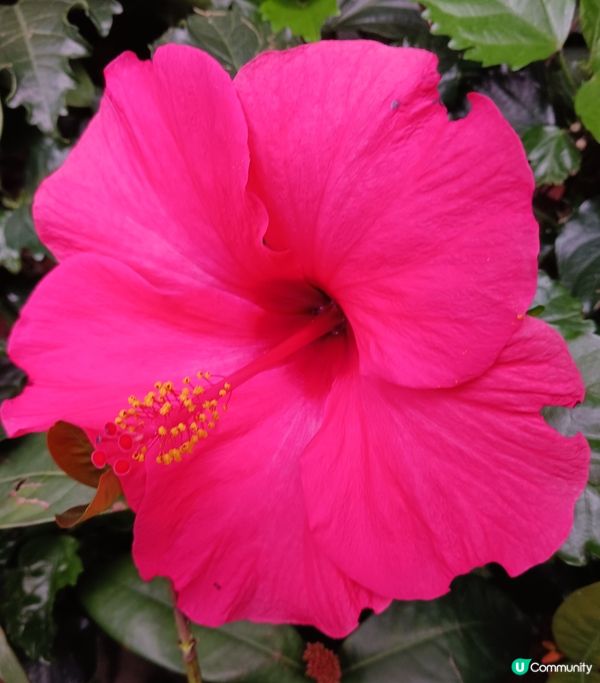 靚花何需折。折腰賞細節