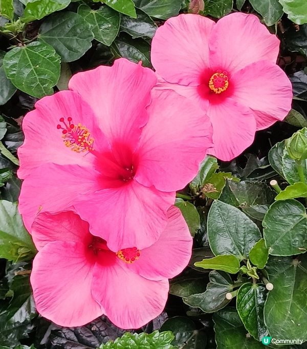 靚花何需折。折腰賞細節