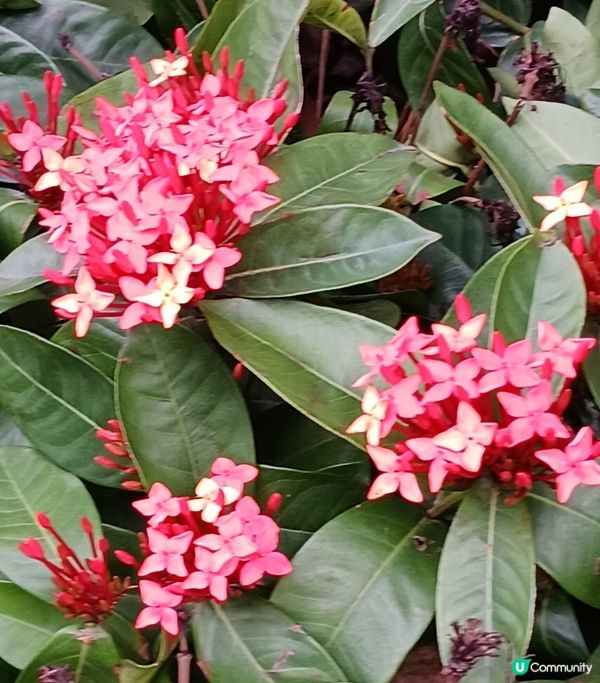 靚花何需折。折腰賞細節