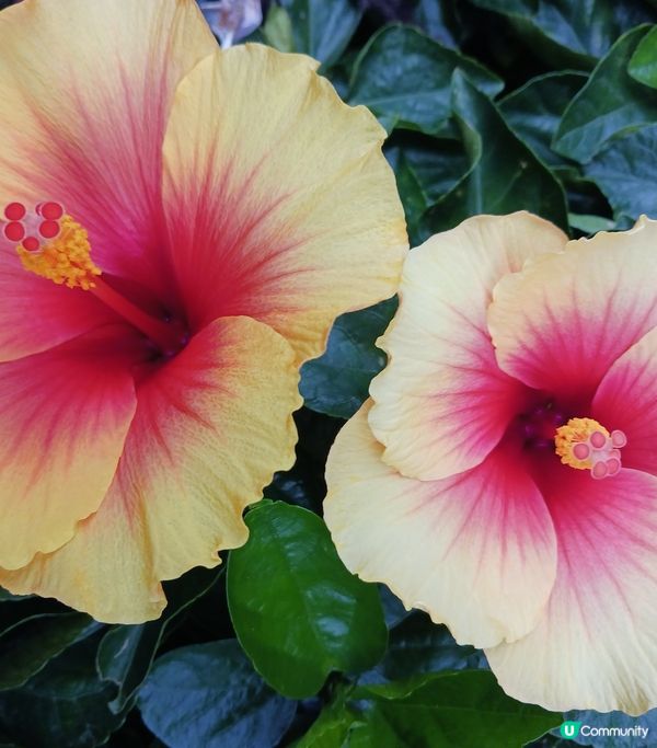 靚花何需折。折腰賞細節