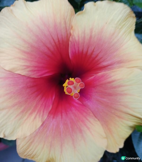 靚花何需折。折腰賞細節