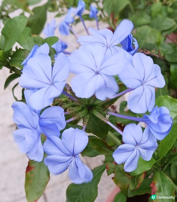 靚花何需折。折腰賞細節