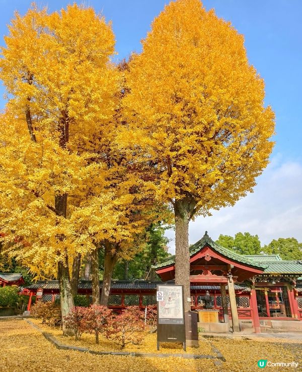 根津神社銀杏🍁！江戶風情超好影📸！