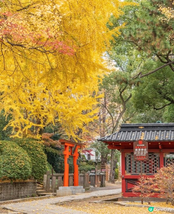 根津神社銀杏🍁！江戶風情超好影📸！