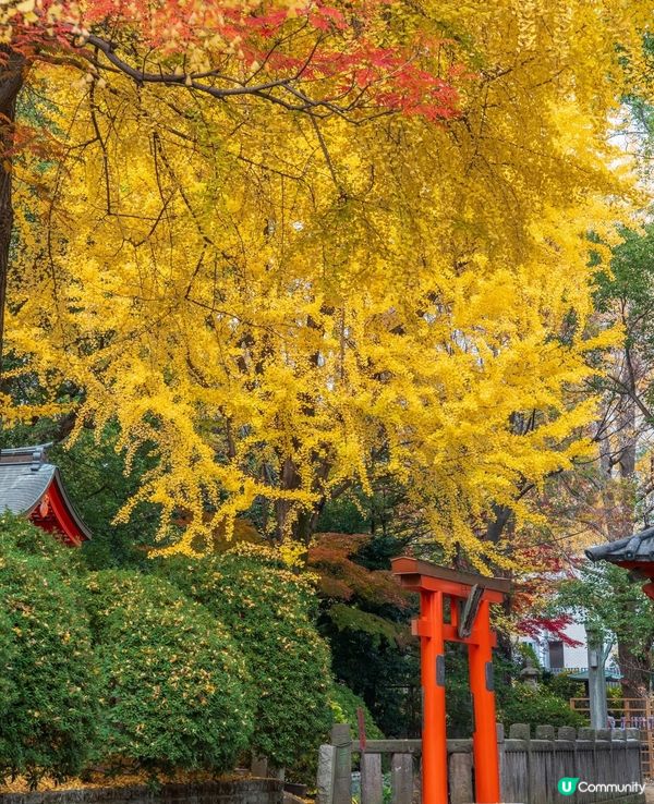 根津神社銀杏🍁！江戶風情超好影📸！