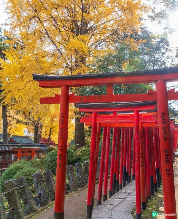 根津神社銀杏🍁！江戶風情超好影📸！