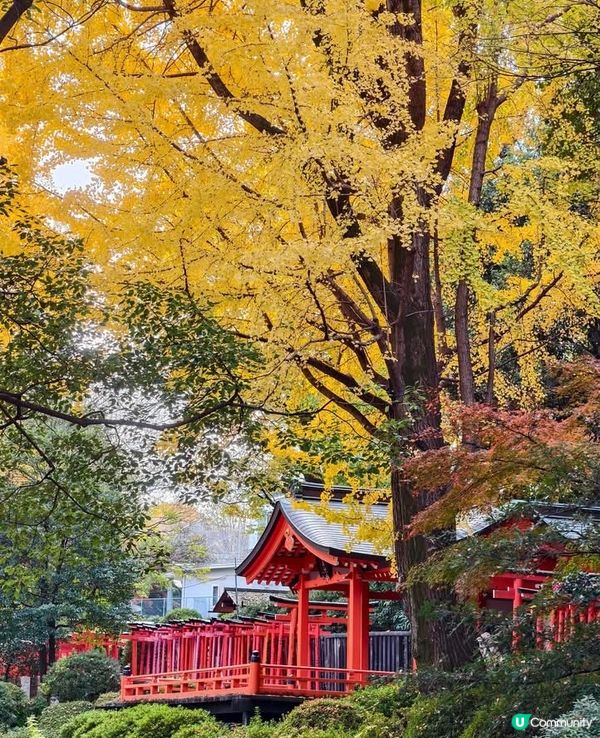 根津神社銀杏🍁！江戶風情超好影📸！