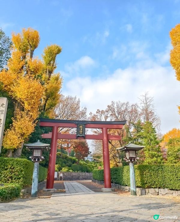 根津神社銀杏🍁！江戶風情超好影📸！