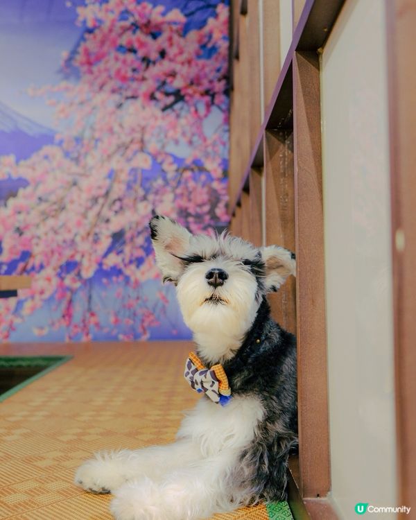 隱世日式包廂！帶狗狗一齊食壽司🍣