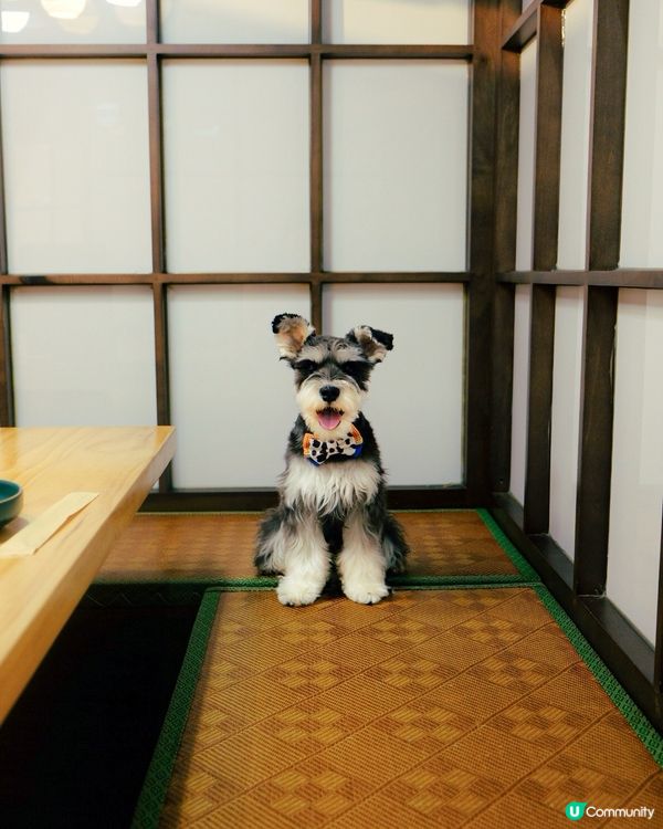 隱世日式包廂！帶狗狗一齊食壽司🍣