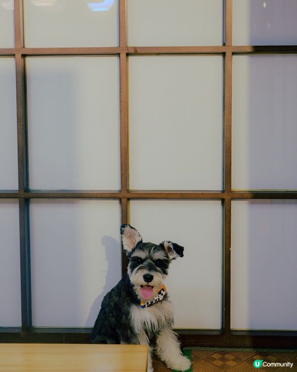 隱世日式包廂！帶狗狗一齊食壽司🍣