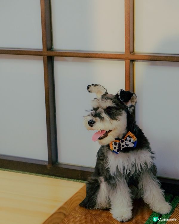 隱世日式包廂！帶狗狗一齊食壽司🍣