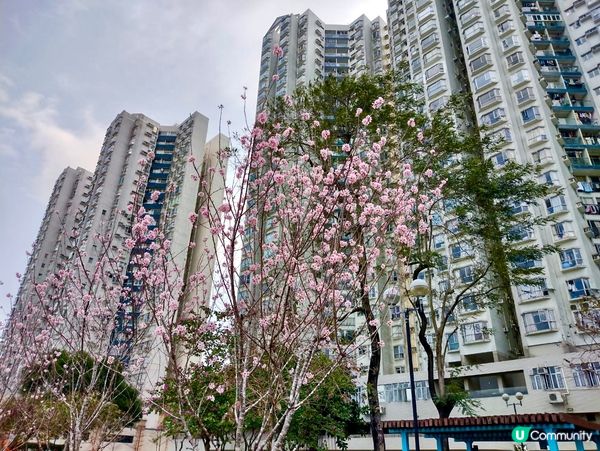 🌸石門打卡新熱點 富士櫻花路🌸