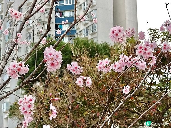 🌸石門打卡新熱點 富士櫻花路🌸