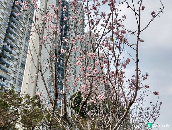 🌸石門打卡新熱點 富士櫻花路🌸