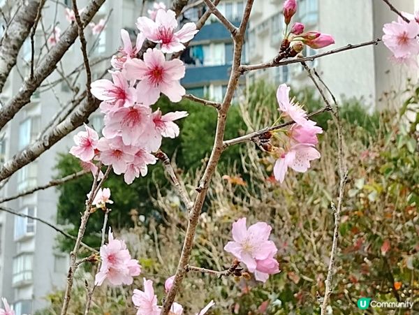 🌸石門打卡新熱點 富士櫻花路🌸