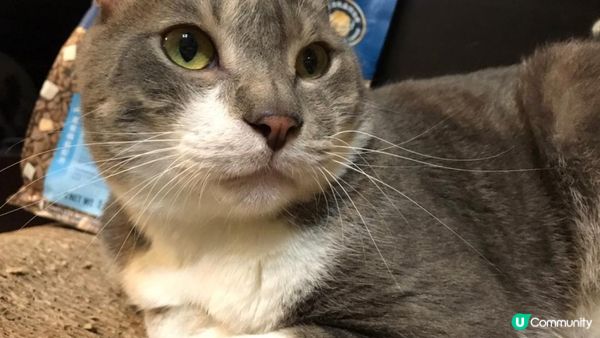 係咁嘅~~我隻貓出咗名揀飲擇食，食開嘅貓糧過一兩個月又唔食，...