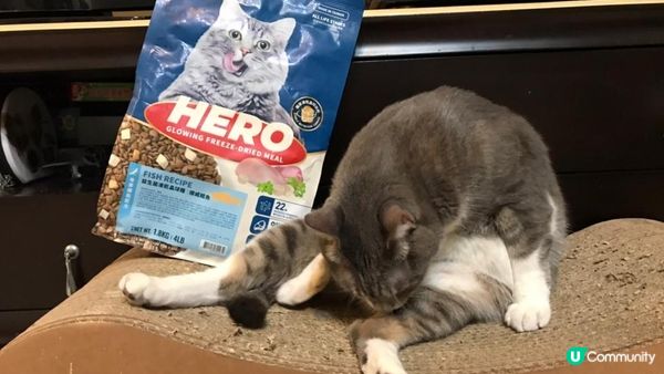 係咁嘅~~我隻貓出咗名揀飲擇食，食開嘅貓糧過一兩個月又唔食，...