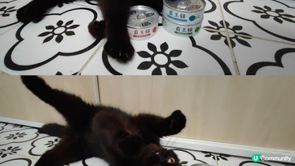 自從閨蜜去左英國之後，我就擔起女皇的露才一職， 