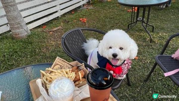 好多時打算帶狗狗去散步，可能都會「放電」唔夠，因為其實狗狗都...