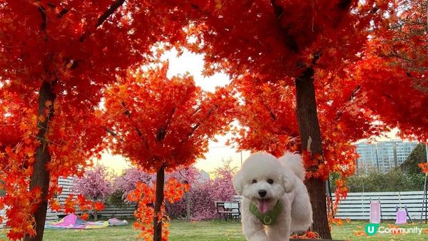 好多時打算帶狗狗去散步，可能都會「放電」唔夠，因為其實狗狗都...