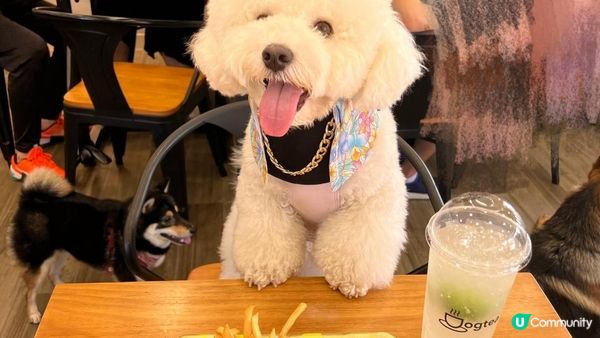 好多時打算帶狗狗去散步，可能都會「放電」唔夠，因為其實狗狗都...