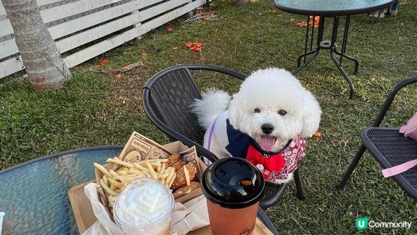 好多時打算帶狗狗去散步，可能都會「放電」唔夠，因為其實狗狗都...