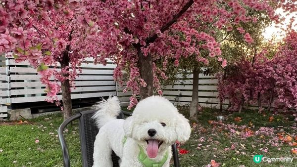 好多時打算帶狗狗去散步，可能都會「放電」唔夠，因為其實狗狗都...