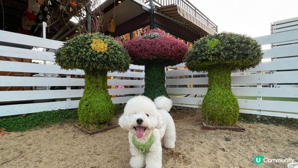 好多時打算帶狗狗去散步，可能都會「放電」唔夠，因為其實狗狗都...