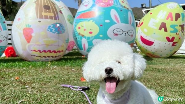 好多時打算帶狗狗去散步，可能都會「放電」唔夠，因為其實狗狗都...