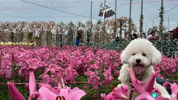 與其大家只係去元洲村為咗影一小撮小花~ 又或者特登跑入長洲影...