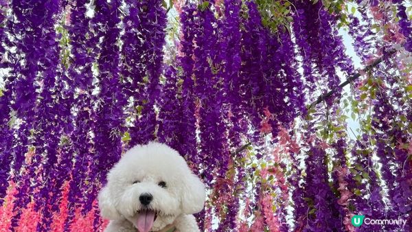 與其大家只係去元洲村為咗影一小撮小花~ 又或者特登跑入長洲影...