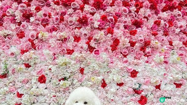 與其大家只係去元洲村為咗影一小撮小花~ 又或者特登跑入長洲影...