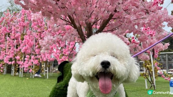 與其大家只係去元洲村為咗影一小撮小花~ 又或者特登跑入長洲影...