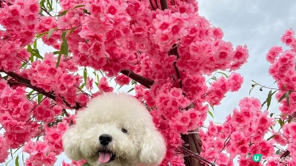 與其大家只係去元洲村為咗影一小撮小花~ 又或者特登跑入長洲影...