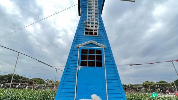 與其大家只係去元洲村為咗影一小撮小花~ 又或者特登跑入長洲影...