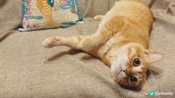 暴龍貓豆腐豌豆貓砂