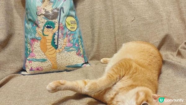 暴龍貓豆腐豌豆貓砂