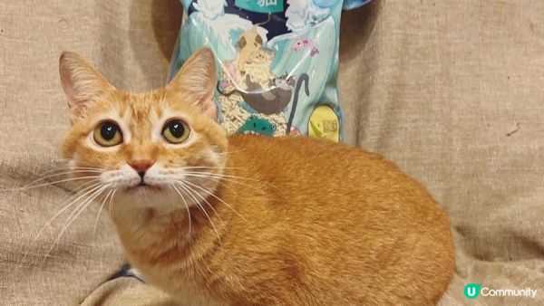 暴龍貓豆腐豌豆貓砂