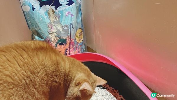 暴龍貓豆腐豌豆貓砂