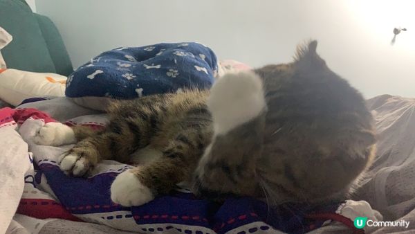 潔癖貓vs無眼睇你～喵