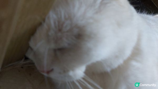 呢期六合彩個奴才又唔中啦! 真係撼頭牆算啦! 無眼睇呀！高級...